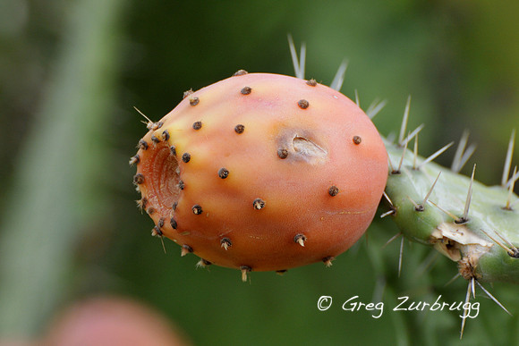 Prickly pear