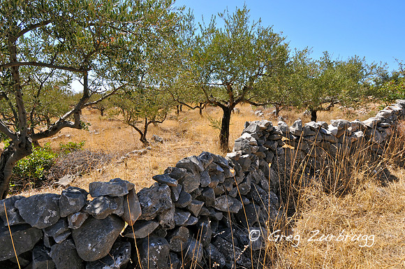 Olive orchard