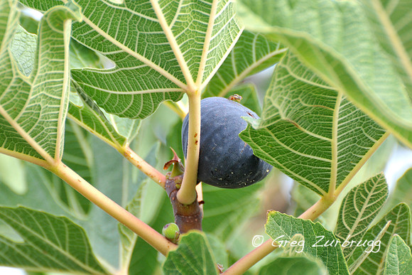 Fig tree