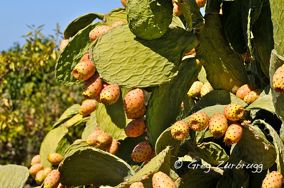 Prickly pear
