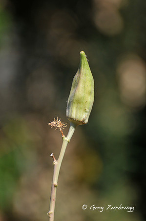 Okra